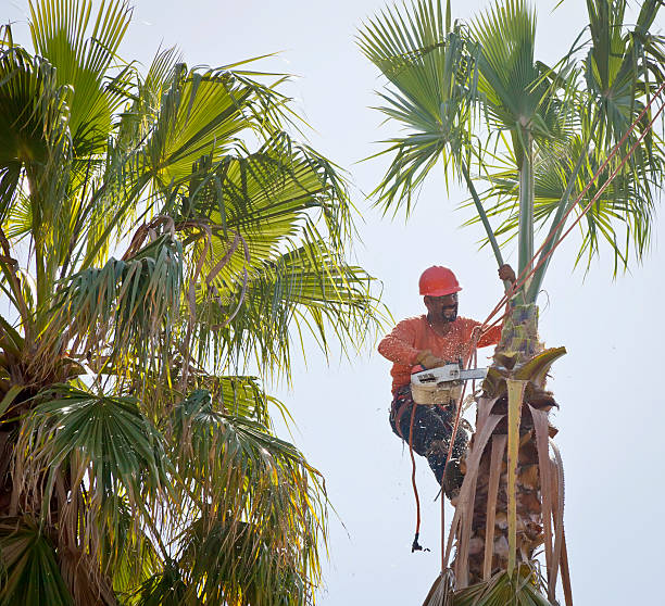 How Our Tree Care Process Works  in  Mogadore, OH